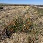 Copper Globemallow 20 Seeds Sphaeralcea angustifolia