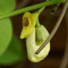 Manchurian Dutchman's Pipe  20 Seeds  Aristolochia Manchuriensis