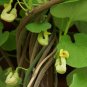 Manchurian Dutchman's Pipe 20 Seeds Aristolochia Manchuriensis
