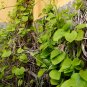 Manchurian Dutchman's Pipe 20 Seeds Aristolochia Manchuriensis