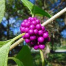 American Beautyberry  Callicarpa americana  100 Seeds