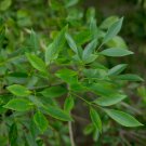 Arizona Ash 100 Seeds Fraxinus velutina Arizona Ash 100 Seeds Fraxinus velutina
