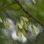 Arizona Ash  100 Seeds  Fraxinus velutina