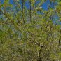 Arizona Ash  100 Seeds  Fraxinus velutina