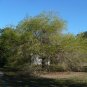 Arizona Ash  100 Seeds  Fraxinus velutina