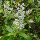 Buckwheat Tree Cliftonia monophylla 10 Seeds Buckwheat Tree Cliftonia monophylla 10 Seeds