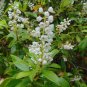 Buckwheat Tree  Cliftonia monophylla 10 Seeds