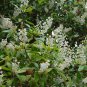 Buckwheat Tree  Cliftonia monophylla 10 Seeds