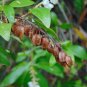 Buckwheat Tree  Cliftonia monophylla 10 Seeds