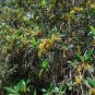 Buckwheat Tree  Cliftonia monophylla 10 Seeds