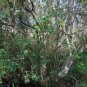 Buckwheat Tree  Cliftonia monophylla 10 Seeds