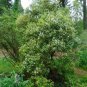 Buckwheat Tree  Cliftonia monophylla 10 Seeds