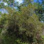 Buckwheat Tree  Cliftonia monophylla 10 Seeds