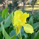 Golden Canna Canna flaccida 10 Seeds Golden Canna Canna flaccida 10 Seeds