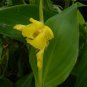 Golden Canna Canna flaccida 10 Seeds