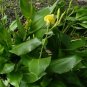 Golden Canna Canna flaccida 10 Seeds