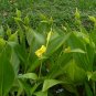 Golden Canna Canna flaccida 10 Seeds
