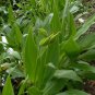 Golden Canna Canna flaccida 10 Seeds