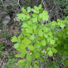 Three Leaf Sumac 100 Seeds Rhus trilobata Three Leaf Sumac 100 Seeds Rhus trilobata