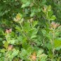 Three Leaf Sumac  100 Seeds  Rhus trilobata