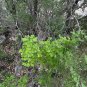 Three Leaf Sumac  100 Seeds  Rhus trilobata