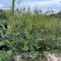 Three Leaf Sumac  100 Seeds  Rhus trilobata