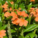Firecracker Flower   Crossandra infundibuliformis   20 Seeds