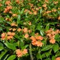 Firecracker Flower   Crossandra infundibuliformis   20 Seeds
