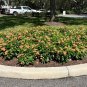 Firecracker Flower   Crossandra infundibuliformis   20 Seeds