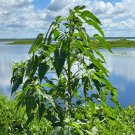 Giant Amaranth 100 Seeds Amaranthus australis Giant Amaranth 100 Seeds Amaranthus australis