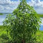 Giant Amaranth 100 Seeds Amaranthus australis