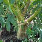 Giant Amaranth 100 Seeds Amaranthus australis