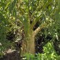 Giant Amaranth 100 Seeds Amaranthus australis