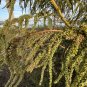 Giant Amaranth 100 Seeds Amaranthus australis