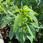 Giant Amaranth 100 Seeds Amaranthus australis