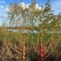 Giant Amaranth 100 Seeds Amaranthus australis