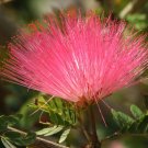 Baja Fairy Duster Calliandra californica 20 Seeds