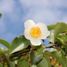 Tall Stewartia 5 Seeds Stewartia monadelpha Tall Stewartia 5 Seeds Stewartia monadelpha