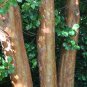 Tall Stewartia 5 Seeds Stewartia monadelpha