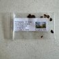 Tall Stewartia 5 Seeds Stewartia monadelpha