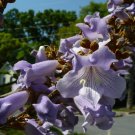 Fortune Empress Tree 100 Seeds Paulownia fortunei Fortune Empress Tree 100 Seeds Paulownia fortunei