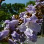 Fortune Empress Tree 100 Seeds Paulownia fortunei