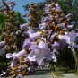 Fortune Empress Tree 100 Seeds Paulownia fortunei