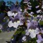 Fortune Empress Tree 100 Seeds Paulownia fortunei