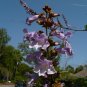 Fortune Empress Tree 100 Seeds Paulownia fortunei