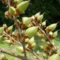 Fortune Empress Tree 100 Seeds Paulownia fortunei