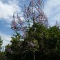 Fortune Empress Tree 100 Seeds Paulownia fortunei