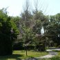Fortune Empress Tree 100 Seeds Paulownia fortunei