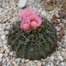 Horse Crippler Cactus Echinocactus texensis 25 Seeds