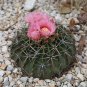 Horse Crippler Cactus Echinocactus texensis 25 Seeds
